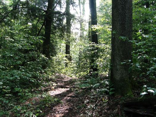 Unusual bipartisan cooperation might save a 50-year-old program that supports public lands. Photo from the Monongahela National Forest by Beth Little.