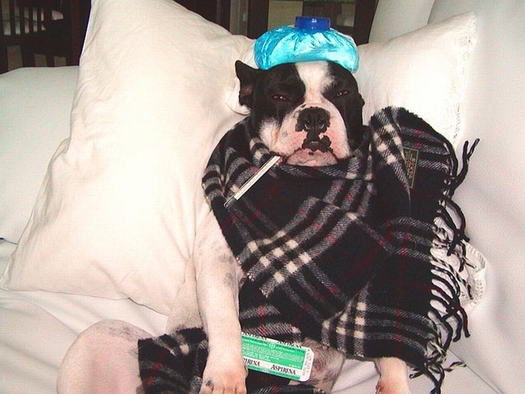 Dogs with canine flu may have a fever, runny nose, loss of appetite and lack of energy. Pet owners are encouraged to take their dog to the vet if it exhibits these symptoms. Photo credit: Jfellas/Morguefile.