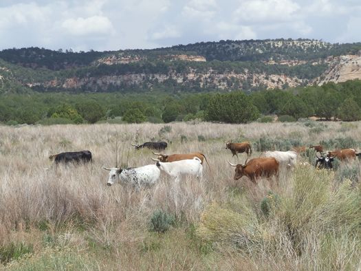 To mark the five-year anniversary of the Sage Grouse Initiative, sagebrush country ranchers met this week in Montana. Four million acres of habitat have been improved under the plan. Credit; BLM.