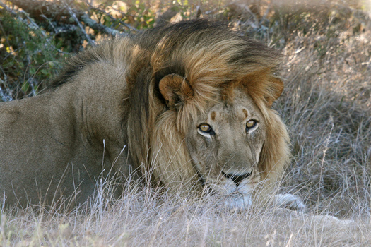 The Animal Rights Coalition wants an end to big-game hunts after the killing of a lion in Africa by a Minnesota big-game hunter. Credit: Matt MacGillivray/Flickr.
