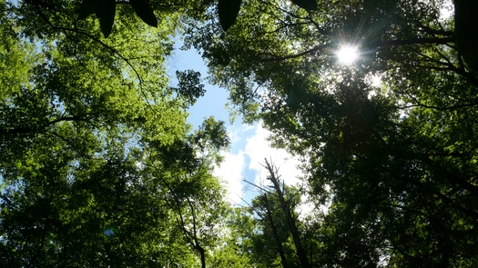 Conservationists say nature is a winner under the first-ever federal rules limiting carbon emissions from power plants. Photo credit: Greg Stotelmyer.