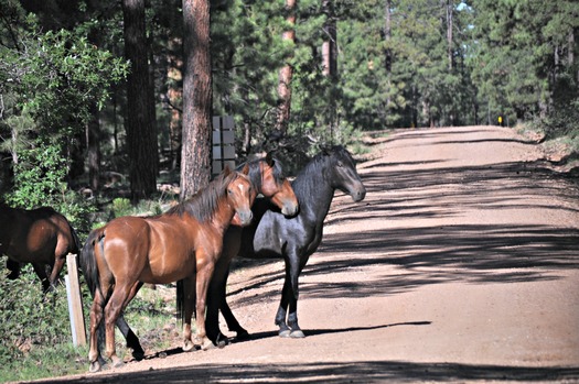 The fate of free-roaming horses on Arizona public lands could be decided with the release of two government studies expected soon. Credit: U.S. Forest Service.