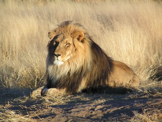 PHOTO: Experts say the big cat on the loose in Milwaukee is probably an African lion cub, which may have been someone's pet. Credit: Kevin Pluck/Flickr.