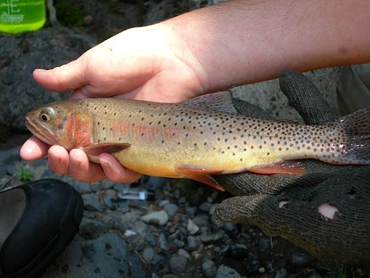 The EPA released its final Clean Power Plan on Monday. Cold water fisheries in Montana have been affected by climate change because of reduced water volume, increased pollution and warming water temperatures. Credit: National Park Service.