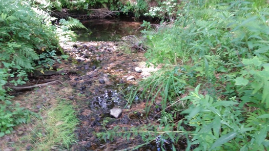 New Hampshire conservationists say streams such as this one in Epsom should return to cooler temperatures under the new EPA Clean Power Plan, which will benefit native brook trout and other local fish and wildlife. Credit: Eric Orff/National Wildlife Federation.