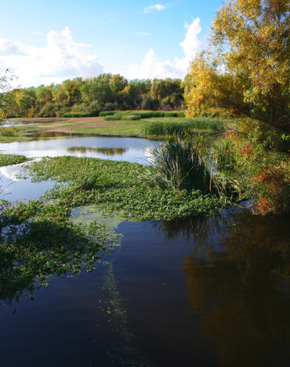 The Sacramento Delta. Credit: ronijava/iStock