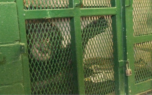 PHOTO: Animal rights organizations say chimpanzees are intelligent and self-aware, and are working to free them from research facilities. Photo courtesy of Nonhuman Rights Project.