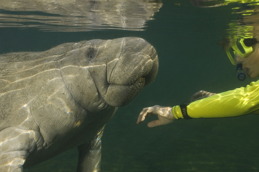 The public can weigh in this week on proposed restrictions on tourists swimming with endangered manatees at Crystal River National Wildlife Refuge in Citrus County. Credit: Durden Images/iStockphoto.com.