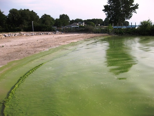 A new report from the National Wildlife Federation finds more frequent rains spurred by climate change are spawning harmful algal blooms in Lake Erie. Photo courtesy of NOAA