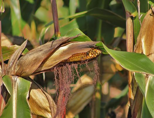 Indiana corn growers are taking a hit this year after rains dampened the planting season. Credit: butkovicdub/Morguefile.