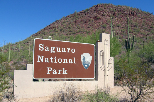 Saguaro National Park, divided in eastern and western units on either side of Tucson, is home to Arizona's most iconic cactus, which is also among the world's rarest. Courtesy: National Park Service