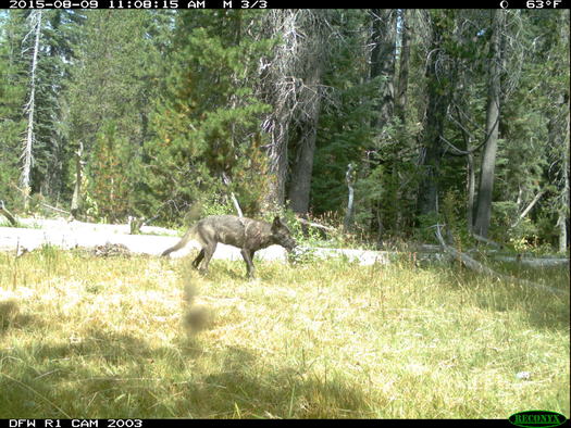 This gray wolf is part of the first known pack in California in almost 90 years. Credit: California Department of Fish and Game.