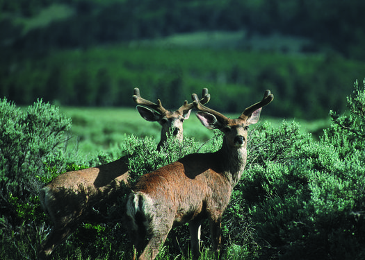 Oil and gas production disrupts critical winter deer habitat. Credit: Gary Kramer/Wikimedia Commons.