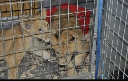 The U.S. Department of Agriculture has filed a complaint against Woody's Menagerie in Mulberry Grove, alleging numerous violations of the Animal Welfare Act. Photo courtesy of the U.S. Department of Agriculture.