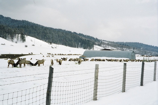 Thousands of elk in western Wyoming feeding on hay and alfalfa pellets. The practice is being debated. Credit: Lloyd Dorsey.