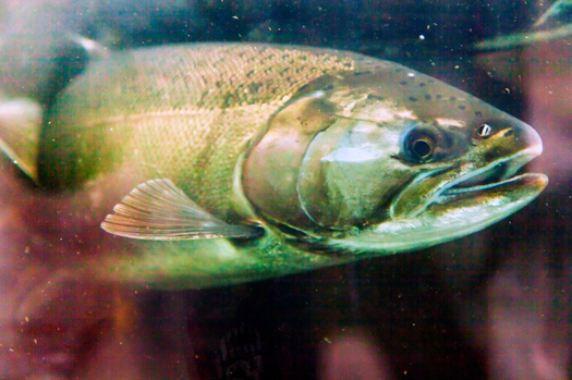 The Chinook salmon run won't dry out this summer, thanks to a court ruling this week. Credit: bpperry/iStock