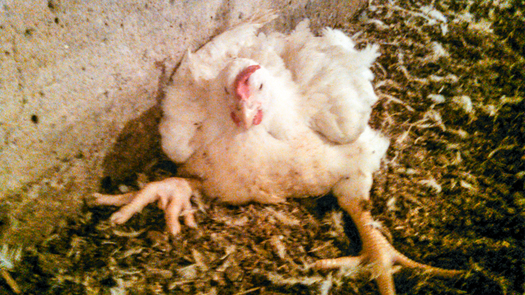 A Mercy for Animals investigation found chickens at a Dukedom, Tennessee, farm were bred to grow so quickly they became crippled under their own weight. Credit: Mercy for Animals.