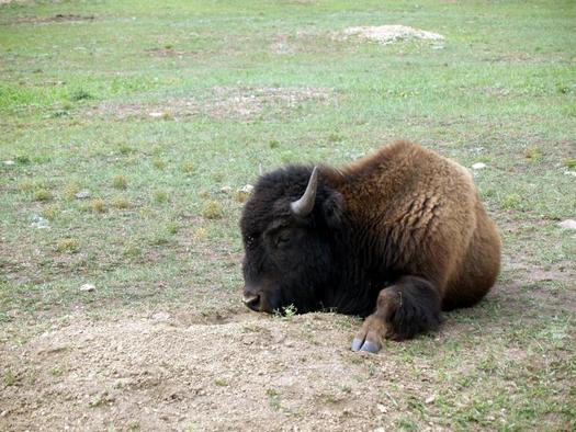 Montana Fish, Wildlife and Parks has researched the feasibility of restoring wild bison in the state and found it's a possibility. Credit: National Park Service