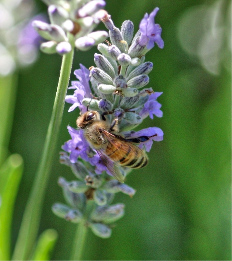 A federal court says the pesticide sulfoxaflor should not have been registered because it can kill bees and other pollinators. Credit: Deborah C. Smith.