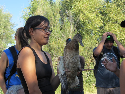 Los programas post-escolares de Yakima dan a los alumnos oportunidad de participar en proyectos comunitarios de voluntarios, como trabajar con la vida silvestre. En la foto, jvenes anillando patos. Foto: NW Community Action Center.