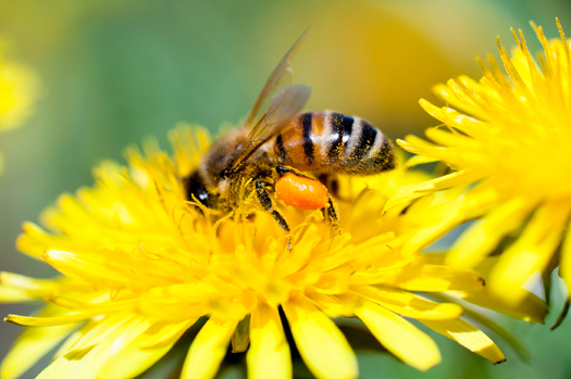 A panel of federal judges overturned the EPA's approval of a bee-killing pesticide. Credit: alexandrmagurean/iStock