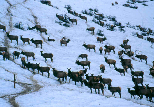 Routine winter feeding of elk in Wyoming is being debated, with risks of disease spreading to Idaho listed as one of the concerns. Credit: U.S. Forest Service.