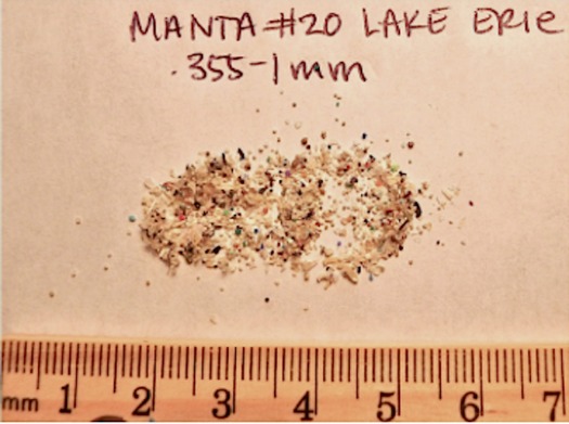 As much as 19 tons of microbeads may be entering New York state wastewater annually, and are being ingested by fish. Credit: Dr. S. Mason, SUNY Fredonia