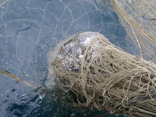 Gray whales can drown when caught in a drift gillnet. Monday, the feds put swordfishermen who use the nets on notice. Credit: National Oceanic and Atmospheric Administration