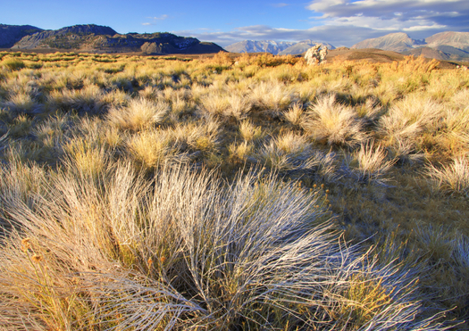 The federal government has announced new management strategies for sagebrush country from California to Montana. Credit: bigwest1/iStock