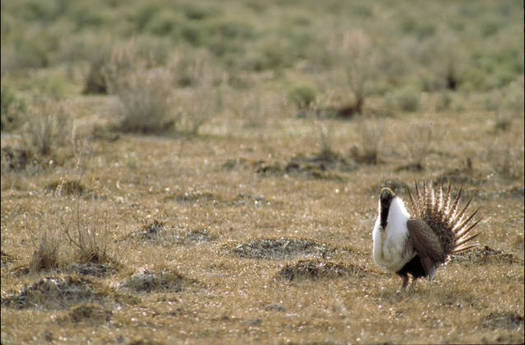 The greater sage-grouse will not be listed under the Endangered Species Act. Courtesy: U.S. Fish and Wildlife Service