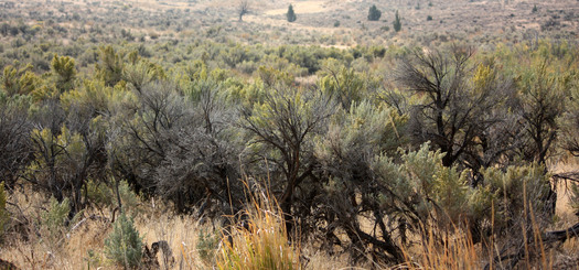 The BLM is taking a new approach in managing sagebrush landscapes, based on plans crafted with local input. Credit: Deborah C. Smith