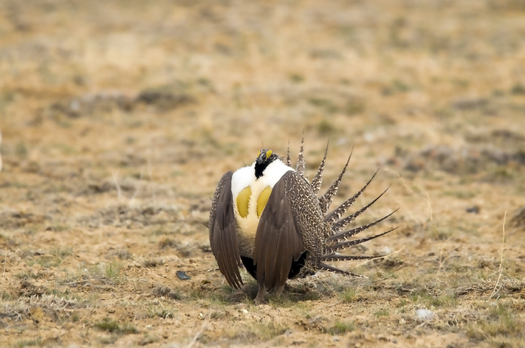 The U.S. Fish and Wildlife Service has decided protecting the greater sage-grouse under the Endangered Species Act is not warranted. Credit: Gdbeeler/iStockphoto