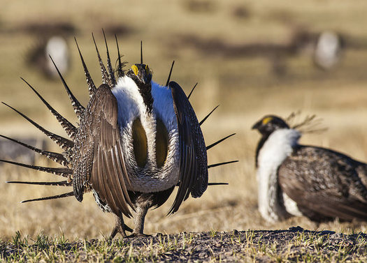 Greater sage-grouse habitat has been a great enough priority on public and private lands that the bird will not be listed as threatened or endangered. Credit: Bob Wick/BLM/Flickr (non-commercial use only) 