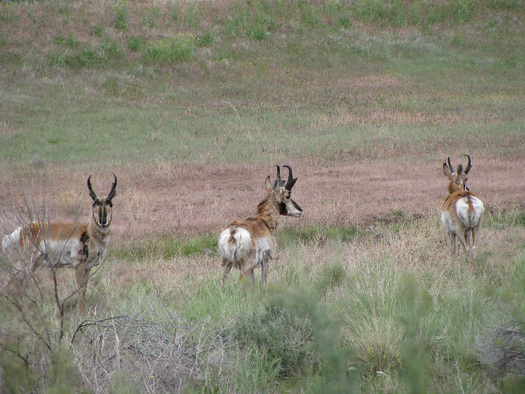 The BLM finalized a set of plans to manage sagebrush public lands in Utah and throughout the West. Credit: Deborah C. Smith