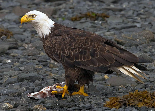 The bald eagle is a success of the Endangered Species Act. Credit: Yathin S Krishnappa/Wikimedia