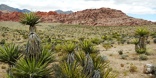 A bill introduced Thursday in Congress would allow mining in an area of the Mojave Desert that is already part of a proposed National Monument. Credit: Ryse Lawrence.