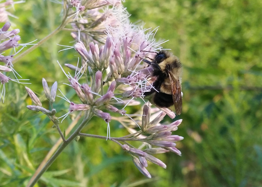 The rusty patched bumble bee used to be common in parts of the state, but has seen its population plummet in recent years. Credit: Rich Hatfield/The Xerces Society