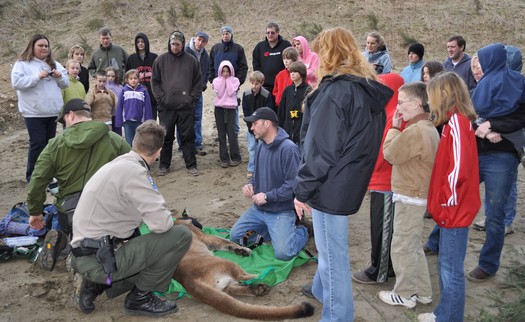 Local residents look on as Washington Dept. of Fish and Wildlife biologists outfit a sedated cougar with a GPS collar for their long-term research. Credit: Bill Hebner