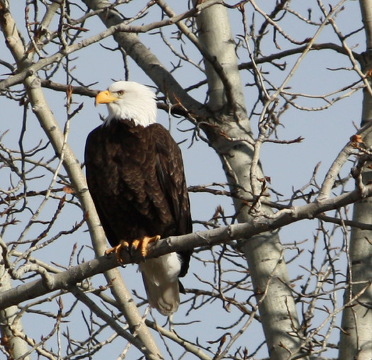 A new poll shows 75 percent of Montana voters support the Endangered Species Act. Credit: Deborah C. Smith