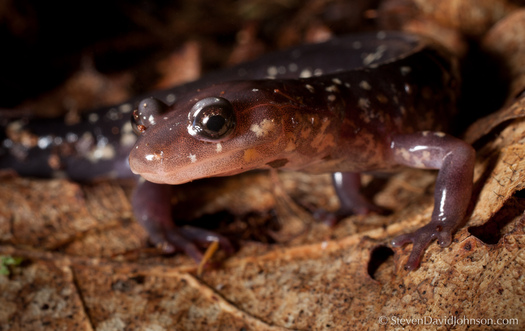 Opponents are calling for a comprehensive plan to reduce the impact of four huge proposed natural gas pipelines on national forest land and the endangered Cow Knob salamander. Credit: Steve David Johnson