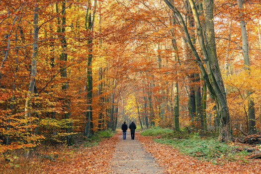 Simply taking a brisk walk every day can pay real dividends in keeping your heart healthy and your blood pressure and cholesterol in check. Credit: sborisov/iStockPhoto.com
