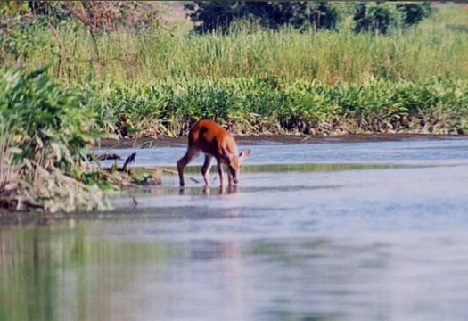 Reducing pollution benefits fish and wildlife throughout the Chesapeake Bay watershed. Credit: Mary Hollinger, NOAA/commons.wikimedia.org