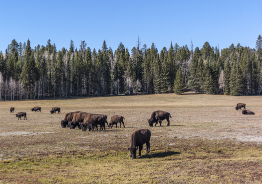 Bison in the Kaibab National Forest, part of the proposed Greater Grand Canyon Heritage National Monument. Credit: Michele Vacchiano/iStock