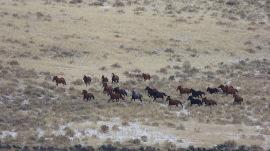 In the first week of its roundup of wild horses near Adel, Ore., the Bureau of Land Management corralled more than 400 of up to 1,500. Credit: Larisa Bogardus, BLM Lakeview District, on Flickr Creative Commons.