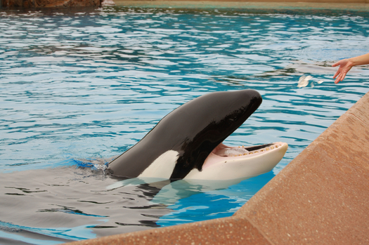 There are mixed reactions in the animal rights community about SeaWorld San Diego's decision to change its orca shows by next year. Credit: Stacey Newman/iStockphoto.