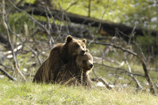 Mother and cub grizzly bears. Credit: Sierra Club