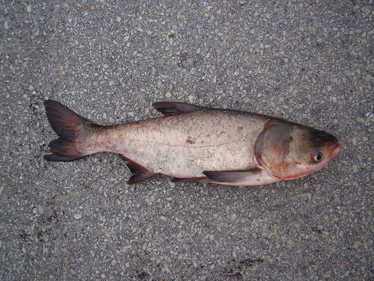 Groups say Asian carp are approaching the doorsteps of Lake Michigan. Credit: USFWS/Flickr