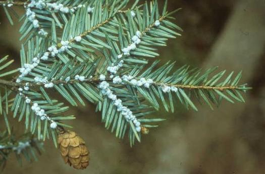 Fueled by a warming climate, the woolly adelgid is wiping out hemlock trees. Credit: U.S. Forest Service/Wikimedia Commons