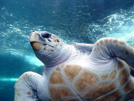 The U.S. Navy is rethinking its exercises that could harm marine mammals. Credit: Daniel Du Toit/ Wikimedia Commons