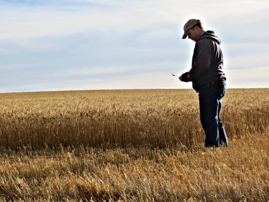 Montana Wheat Farmer Paul Kanning. Credit: Paul Kanning